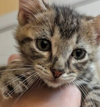 Domestic Short Hair Cats Available for Adoption - Nettle | PetCurious