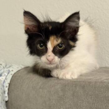Pixie -  Domestic Medium Hair Cat for Adoption in Tustin, California - Pixie | PetCurious