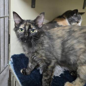 Rescue Domestic Medium Hair Cats for Adoption in Hinesville, Georgia - Eeny | PetCurious