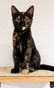 Nora -  American Shorthair and Domestic Short Hair Cat for Adoption in Sunnyvale, California - Nora | PetCurious