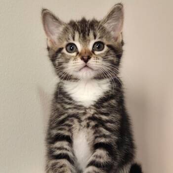 Zinnia -Preadoption ONLY -  Domestic Short Hair Cat for Adoption in Chilliwack, British Columbia - Zinnia -Preadoption ONLY | PetCurious