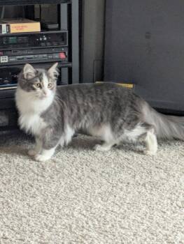 Domestic Medium Hair Cats Available for Adoption - Skarloey | PetCurious