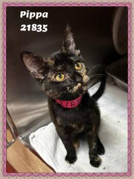 PIPPA -  Domestic Short Hair and Tortoiseshell Cat for Adoption in Marietta, Georgia - PIPPA | PetCurious