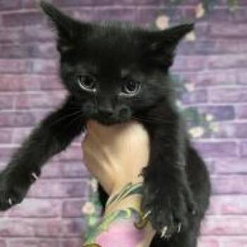 Pizza -  Domestic Short Hair Cat Available for Adoption in Fort Collins, Colorado - Pizza | PetCurious