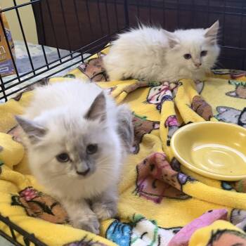 Dolly and Dotty -  Siamese Cat for Adoption in Pendleton, Oregon - Dolly And Dotty | PetCurious