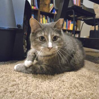 Domestic Short Hair Cats Available for Adoption in Chicago, Illinois - Jellianne Toe Beans | PetCurious