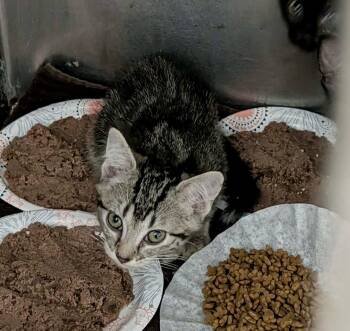 Solo -  Domestic Short Hair Cat for Adoption in Detroit Lakes, Minnesota - Solo | PetCurious