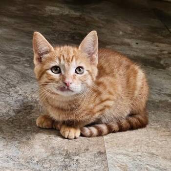 Crumble -  Domestic Short Hair Cat for Adoption in Jeffersonville, Indiana - Crumble | PetCurious