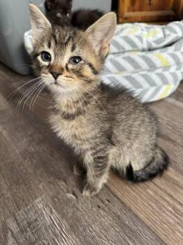 Domestic Short Hair Cats Available for Adoption - Remy | PetCurious