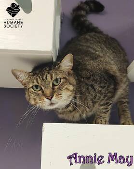 Rescue Domestic Short Hair Cats for Adoption in Heath, Ohio - Annie May | PetCurious