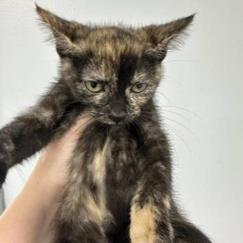 Papaya -  Domestic Short Hair Cat for Adoption in Indianapolis, Indiana - Papaya | PetCurious