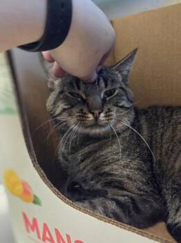 Hector -  Domestic Short Hair Cat for Adoption in Westland, Michigan - Hector | PetCurious