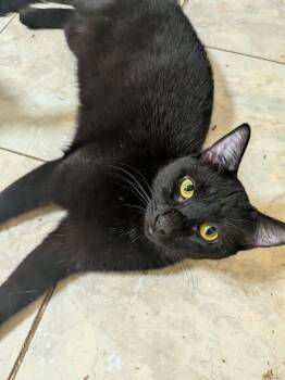 Rico -  Domestic Short Hair Cat for Adoption in Trinity, North Carolina - Rico | PetCurious
