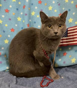 Squeaky -  Domestic Short Hair Cat for Adoption in Dublin, Ohio - Squeaky | PetCurious