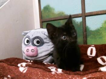 Domestic Short Hair Cats Available for Adoption in Houston, Texas - A2077312 | PetCurious