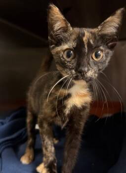 Coco Puff Monkey -  Domestic Short Hair Cat for Adoption in Ocala, Florida - Coco Puff Monkey | PetCurious