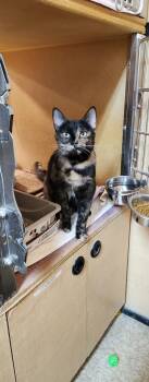 Tortoiseshell Cats Available for Adoption in Farmland, Indiana - Trudy | PetCurious