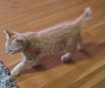 Pumpkin -  Domestic Short Hair Cat for Adoption in Portland, Oregon - Pumpkin | PetCurious
