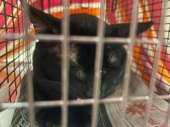 Obsidian -  Domestic Short Hair Cat for Adoption in Austin, Texas - Obsidian | PetCurious