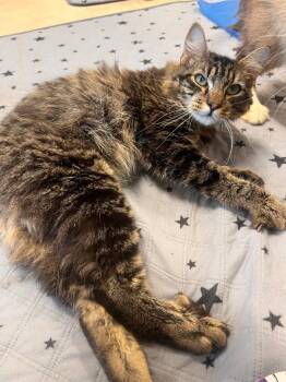 Tabby Cats Available for Adoption in Jurupa Valley, California - Joico | PetCurious