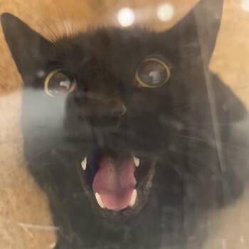 Domestic Short Hair Cats Available for Adoption - Lynix | PetCurious