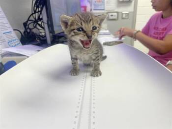 Domestic Short Hair Cats Available for Adoption in Rosenberg, Texas - MILO | PetCurious