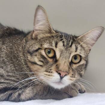 Domestic Short Hair Cats Available for Adoption - Banh Bao | PetCurious