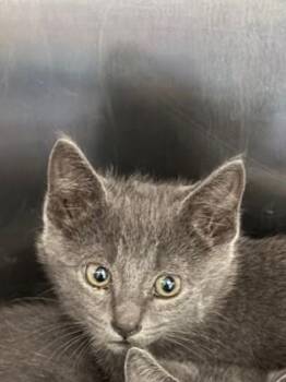 Domestic Short Hair Cats Available for Adoption in Irving, Texas - Dusk | PetCurious
