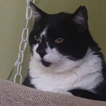 Domestic Short Hair Cats Available for Adoption in Port Charlotte, Florida - Snickers | PetCurious