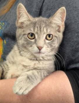 JILLIAN -  Domestic Short Hair Cat for Adoption in Canfield, Ohio - JILLIAN | PetCurious
