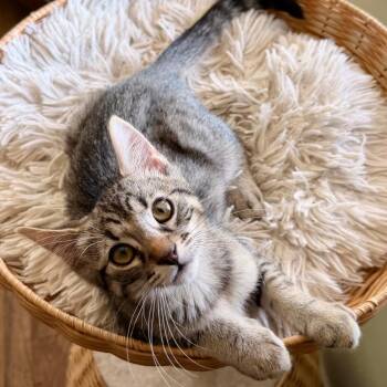 Toby -  Domestic Short Hair Cat for Adoption in Los Angeles, California - Toby | PetCurious
