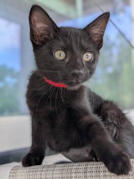 Domestic Short Hair Cats Available for Adoption in Kingsland, Georgia - Anna | PetCurious