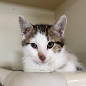 Buzz -  Domestic Short Hair Cat for Adoption in Spanish Fork, Utah - Buzz | PetCurious