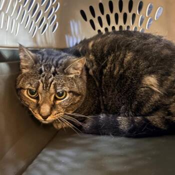 Nalo -  Domestic Short Hair Cat for Adoption in Baltimore, Maryland - Nalo | PetCurious