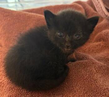 Domestic Short Hair Cats Available for Adoption - 60704662 | PetCurious