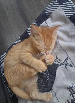 Sunkist 12 wks -  Tabby Cat for Adoption in London, Ontario - Sunkist 12 Wks | PetCurious