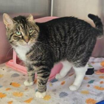 Deb -  Domestic Short Hair Cat Available for Adoption in Madison, Wisconsin - Deb | PetCurious