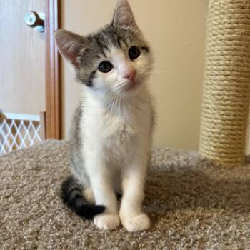 Walt -  Domestic Short Hair Cat for Adoption in Great Falls, Montana - Walt | PetCurious