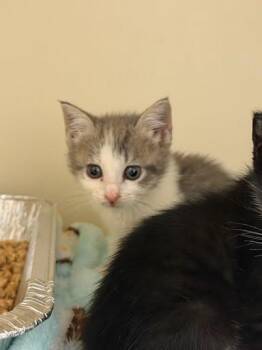 Salt -  Domestic Short Hair Cat for Adoption in Chamblee, Georgia - Salt | PetCurious