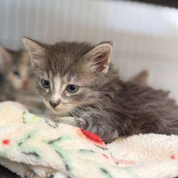 Hudson -  Domestic Medium Hair Cat for Adoption in Portage, Michigan - Hudson | PetCurious