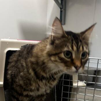 Lucky -  Domestic Short Hair Cat for Adoption in Bentonville, Arkansas - Lucky | PetCurious