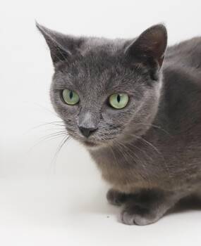 Opal is omg gorgeous - BONDED WITH WILLOW - GREEN EYES -  Russian Blue Cat for Adoption in Bedford Hills, New York - Opal Is Omg Gorgeous - BONDED WITH WILLOW - GREEN EYES | PetCurious