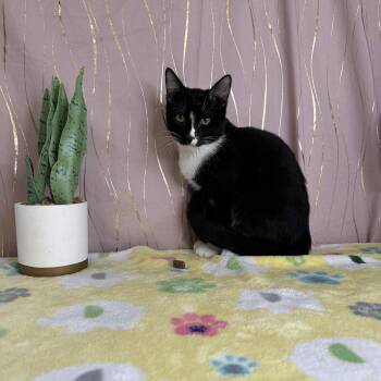 Tuxedo Cats Available for Adoption - Figgy | PetCurious