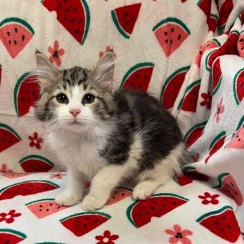 Chestnut  1760 -  Domestic Medium Hair Cat for Adoption in Kittanning, Pennsylvania - Chestnut  1760 | PetCurious