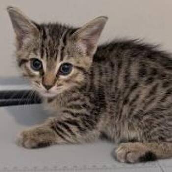 Steel -  Domestic Short Hair Cat for Adoption in Hattiesburg, Mississippi - Steel | PetCurious