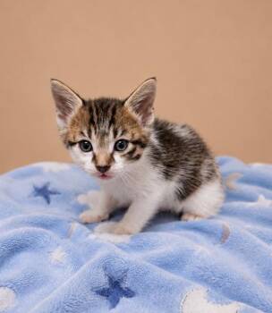 Jolly Roger -  Domestic Short Hair Cat for Adoption in Lafayette, Louisiana - Jolly Roger | PetCurious