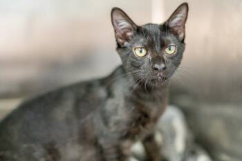 Axel -  Domestic Short Hair Cat for Adoption in Hilton Head Island, South Carolina - Axel | PetCurious