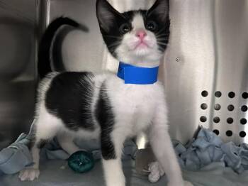 Domestic Short Hair Cats Available for Adoption in Rancho Cucamonga, California - NILES | PetCurious