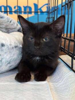 Bell -  Domestic Short Hair Cat for Adoption in Salisbury, North Carolina - Bell | PetCurious