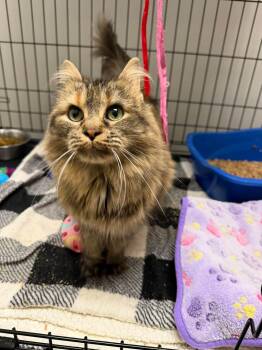 Ella -  Domestic Long Hair Cat for Adoption in Cowlesville, New York - Ella | PetCurious